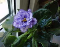 -лебединое озеро.webp