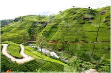 HILL_COUNTRY_TOUR_2_NIGHTS_3_DAYS_10000541_262928__Nuwara140705.jpg