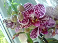 DSC03551.webp