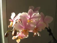 IMG_0542.webp
