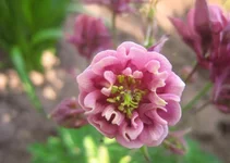 .webp