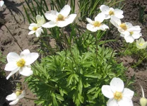 .webp
