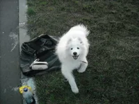 z_2bdec001.webp