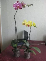 IMG_2594_1.jpg