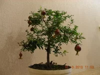  (2) Гранат Зураб 2.webp
