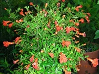  ynio 015.webp