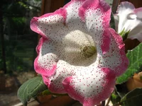 IMG_9772.jpg