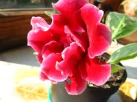 IMG_9766.webp