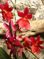IMG_9495.JPG