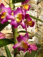 IMG_9496.JPG