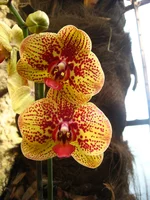 IMG_9498.webp