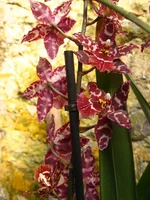 IMG_9500.JPG