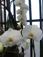 IMG_9503.JPG