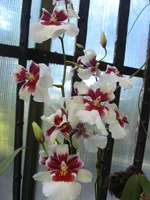 IMG_9504.webp