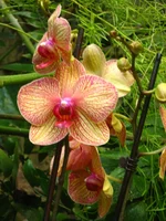 IMG_9511.webp