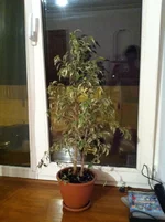  006.webp