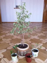  013.webp