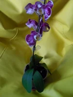 2.webp