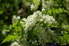 DSC03695+.webp