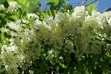 DSC03696+.webp