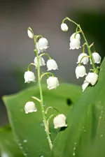 IMG_2012_05_061256.webp