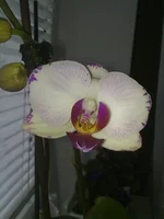 26032011153.webp