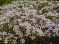 DSC00174.webp