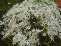 DSC00175.webp