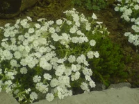 DSC00176.webp