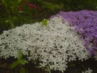 DSC00177.webp