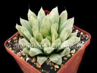 haworthia_cooperi_variegata.png