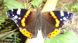 DSC00515.JPG