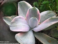 Echeveria gibbiflora f. metallica f. variegata 2006.jpg
