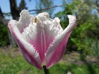 DSCN1092q.webp