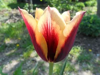 DSCN1098q.webp