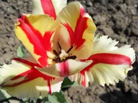 DSCN1099q.webp