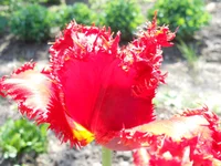 DSCN1101q.webp