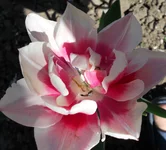 DSCN1111q.webp