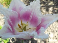 DSCN1112q.webp