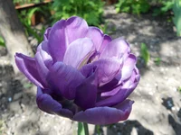 DSCN1115q.webp
