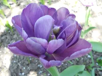 DSCN1116q.webp