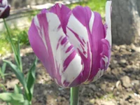 DSCN1117q.webp