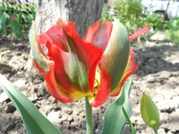 DSCN1123q.webp