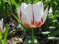 DSCN1127q.webp