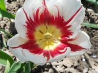 DSCN1128q.webp