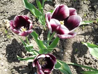 DSCN1134q.webp