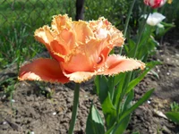 DSCN1136q.webp
