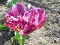 DSCN1138q.webp
