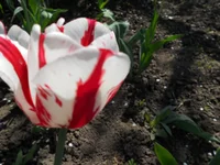 DSCN1139q.webp