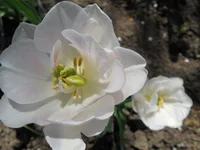 DSCN1140q.webp